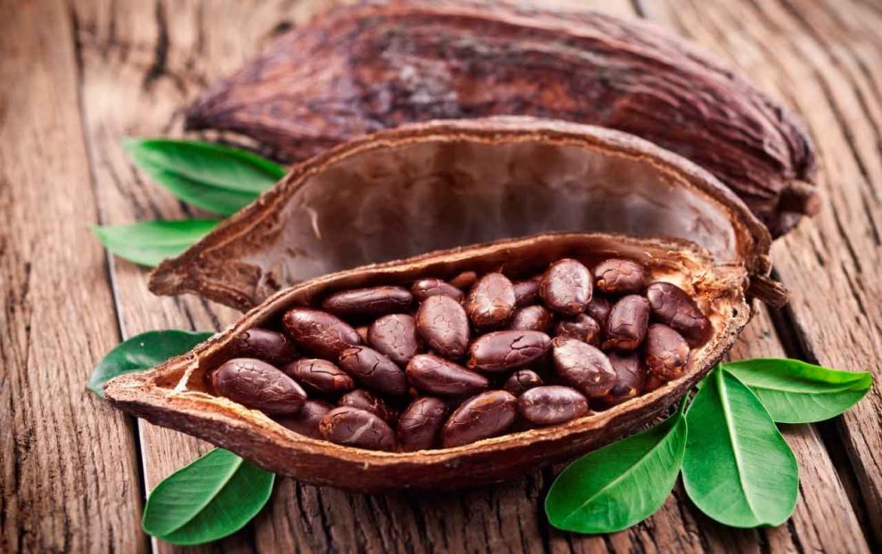 COPALSA: ¿Qué es el cacao?