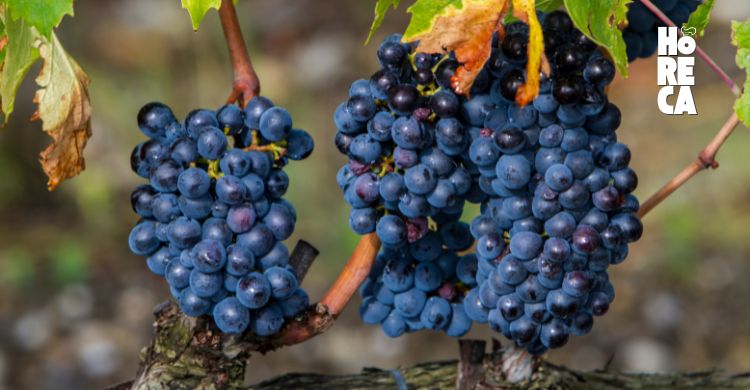 El comercio mundial de uvas está dominado por varios países que destacan por su producción a gran escala y sus condiciones climáticas ideales para el cultivo de esta fruta.