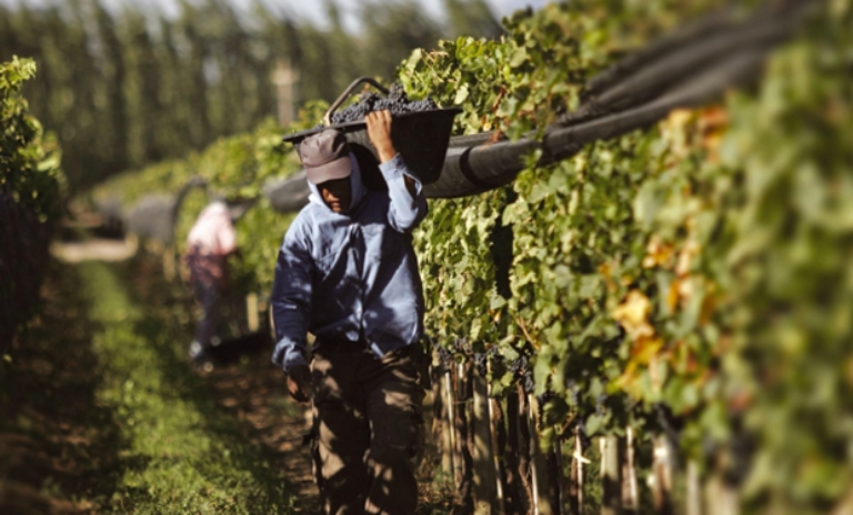 Hoy se celebra el Día del Trabajador Vitivinícola